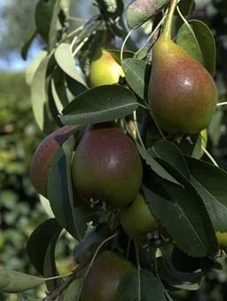 perenboom-pyrus-communis-clapps-favourite-bestellen-bezorgen