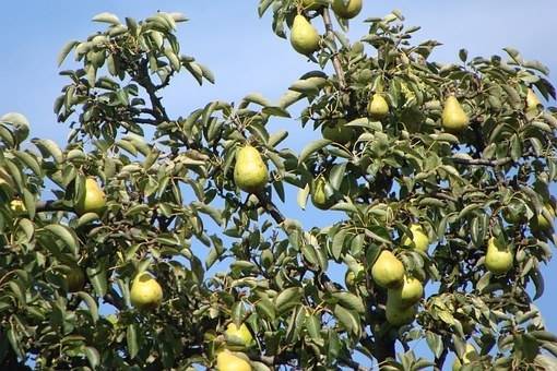 perenboom-pyrus-communis-concorde-bestellen-bezorgen