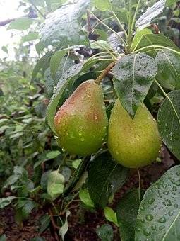 perenboom-pyrus-communis-doyenne-du-comice-bestellen-bezorgen