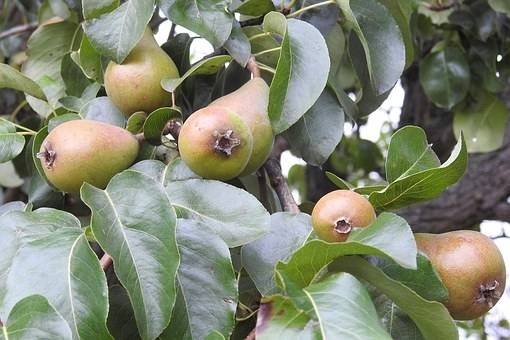 perenboom-pyrus-communis-gieser-wildeman-bestellen-bezorgen