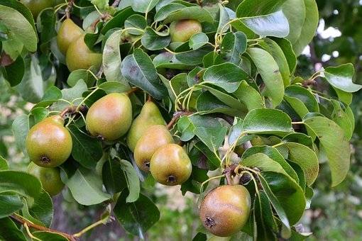 perenboom-pyrus-communis-ksenia-bestellen-bezorgen