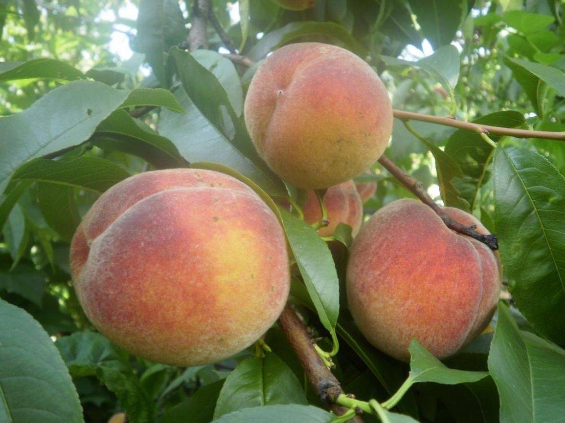 perzikboom-op-stam-prunus-persica-stam-bestellen-bezorgen