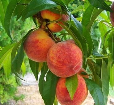 perzikboom-prunus-persica-amsden-bestellen-bezorgen