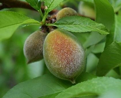 perzikboom-prunus-persica-champion-bestellen-bezorgen