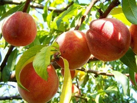 perzikboom-prunus-persica-vaes-oogst-bestellen-bezorgen