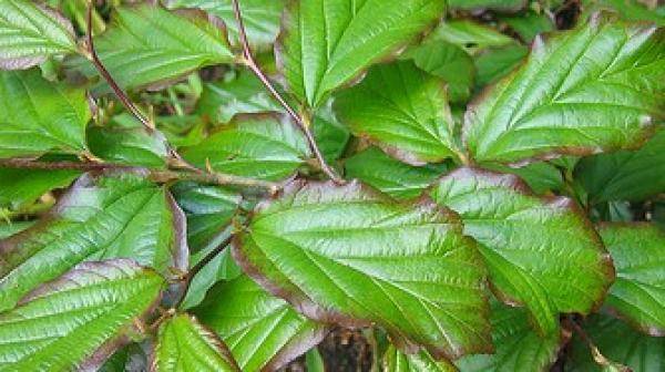 perzisch-ijzerhout-parrotia-persica-bestellen-bezorgen