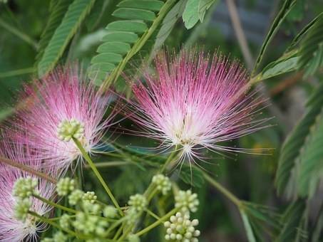 perzische-slaapboom-albizia-julibrissin-bestellen-bezorgen