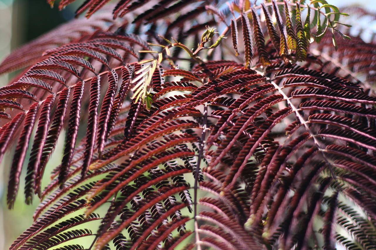 perzische-slaapboom-albizia-julibrissin-summer-chocolate-bestellen-bezorgen