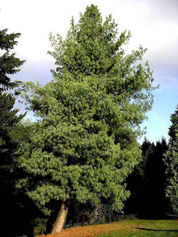 pijnboom-pinus-wallichiana-bestellen-bezorgen