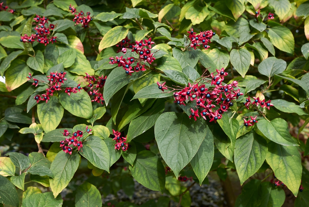 pindakaasboom-clerodendrum-trichotomum-bestellen-bezorgen