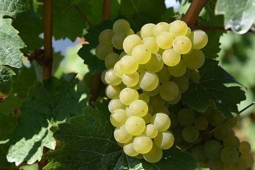 pitloze-witte-druif-vitis-himrod-bestellen-bezorgen