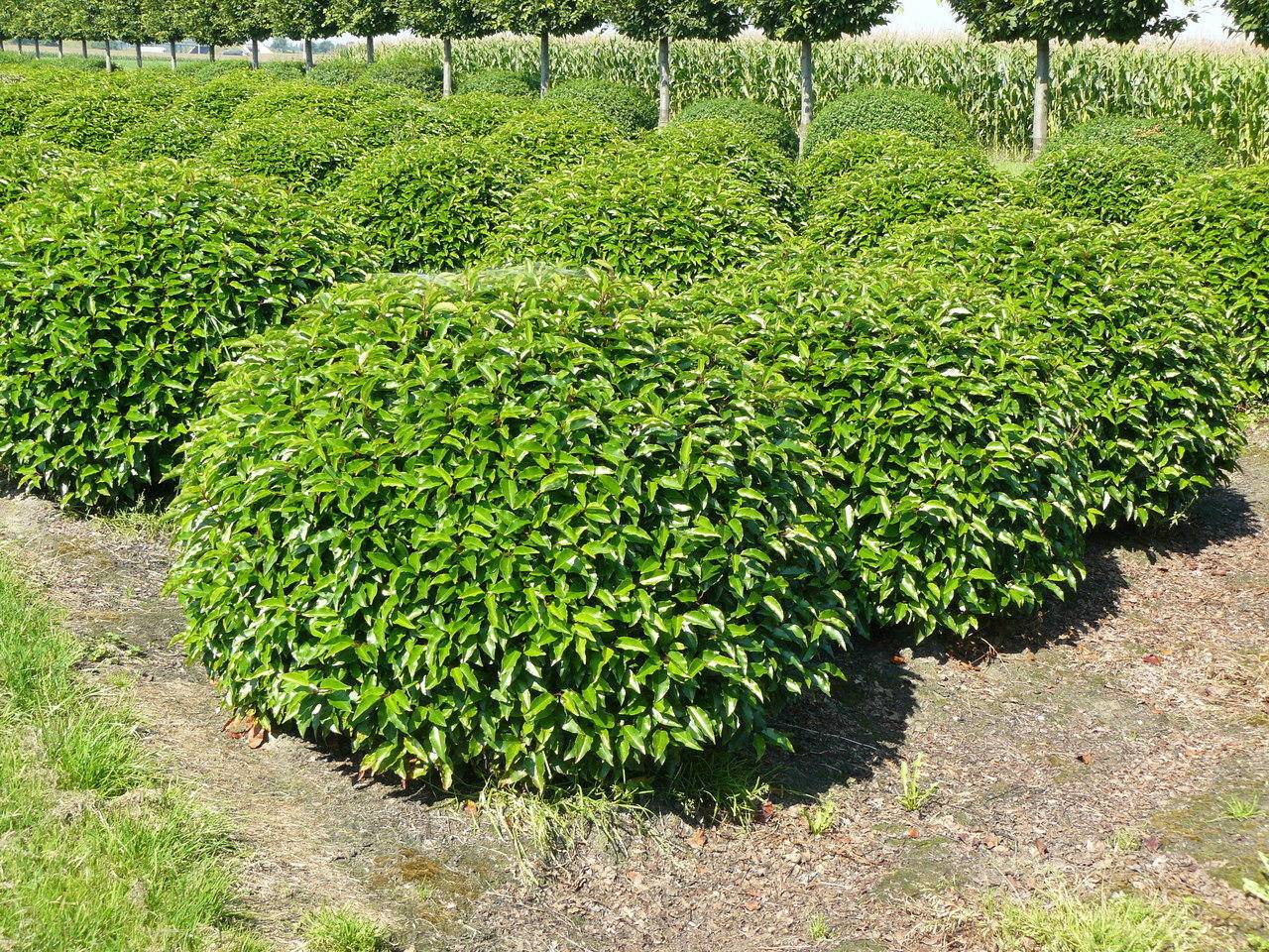 portugese-laurier-prunus-lusitanica-bol-bestellen-bezorgen