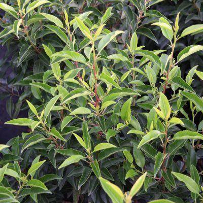 portugese-laurierboom-op-stam-prunus-lusitanica-angustifolia-bestellen-bezorgen