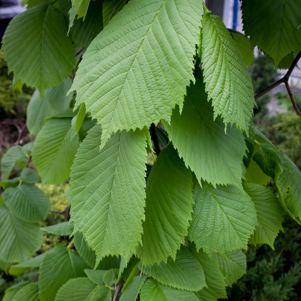 prieeliep-ulmus-glabra-camperdownii-bestellen-bezorgen