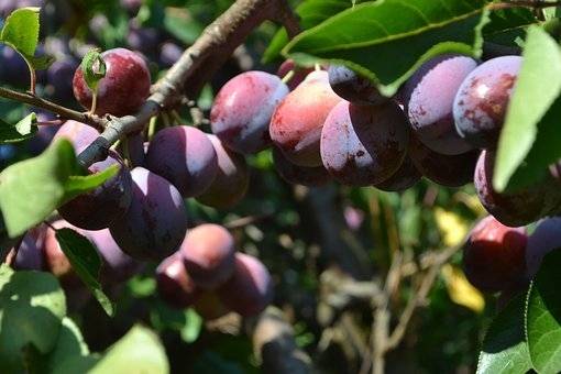 pruimenboom-prunus-domestica-bleue-de-belgique-bestellen-bezorgen