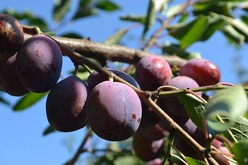 pruimenboom-prunus-domestica-czar-bestellen-bezorgen