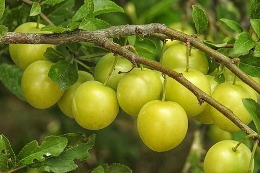 pruimenboom-prunus-domestica-mirabelle-de-nancy-bestellen-bezorgen