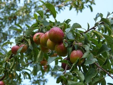 pruimenboom-prunus-domestica-opal-bestellen-bezorgen