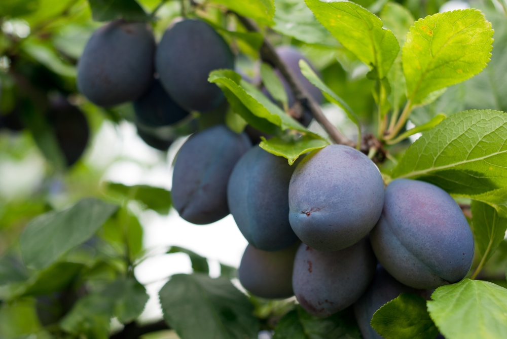 pruimenboom-prunus-domestica-stanley-bestellen-bezorgen