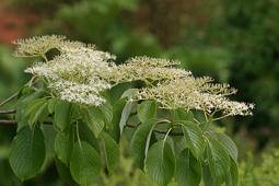 reuzen-kornoelje-boom-cornus-controversa-bestellen-bezorgen