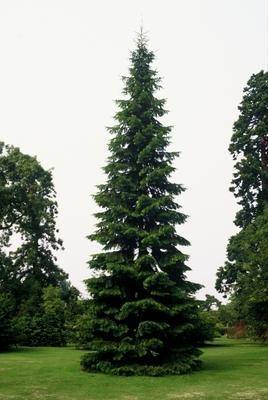 reuzenzilverspar-abies-grandis-bestellen-bezorgen