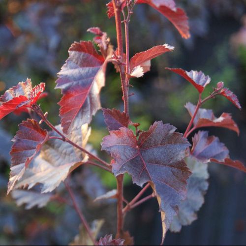 rode-berk-betula-pendula-purpurea-bestellen-bezorgen