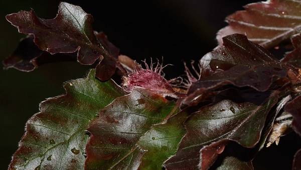 rode-beukenboom-fagus-sylvatica-atropunicea-bestellen-bezorgen