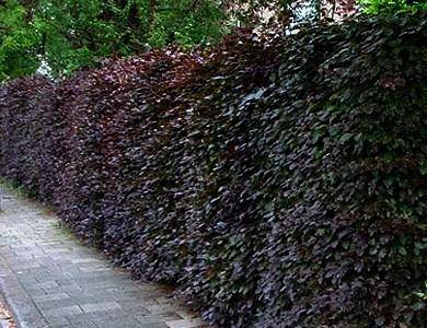 rode-beukenhaag-fagus-sylvatica-atropurpurea-bestellen-bezorgen