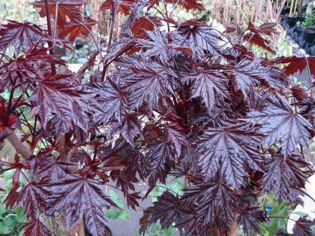 rode-bolesdoorn-op-stam-acer-platanoides-crimson-sentry-bestellen-bezorgen