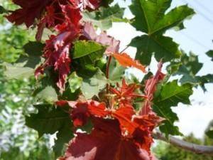 rode-esdoorn-acer-platanoides-deborah-bestellen-bezorgen