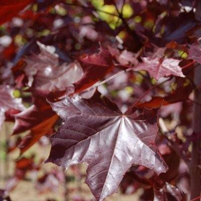 rode-esdoorn-acer-platanoides-royal-red-bestellen-bezorgen