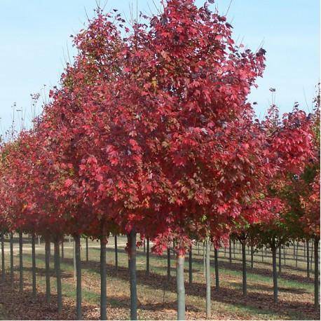 rode-esdoorn-acer-rubrum-bestellen-bezorgen