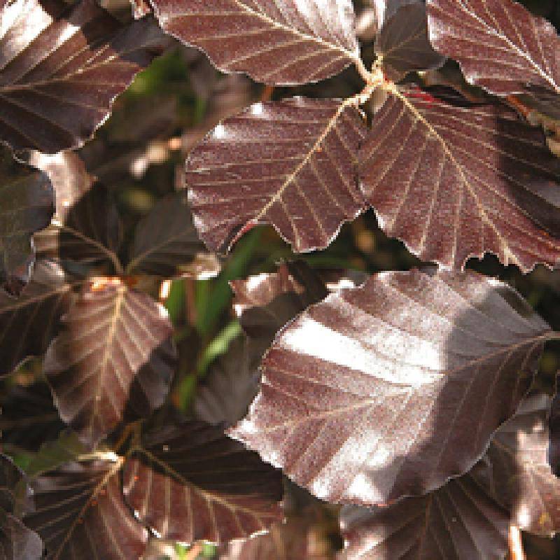 rode-leibeuk-fagus-sylvatica-atropunicea-leiboom-bestellen-bezorgen