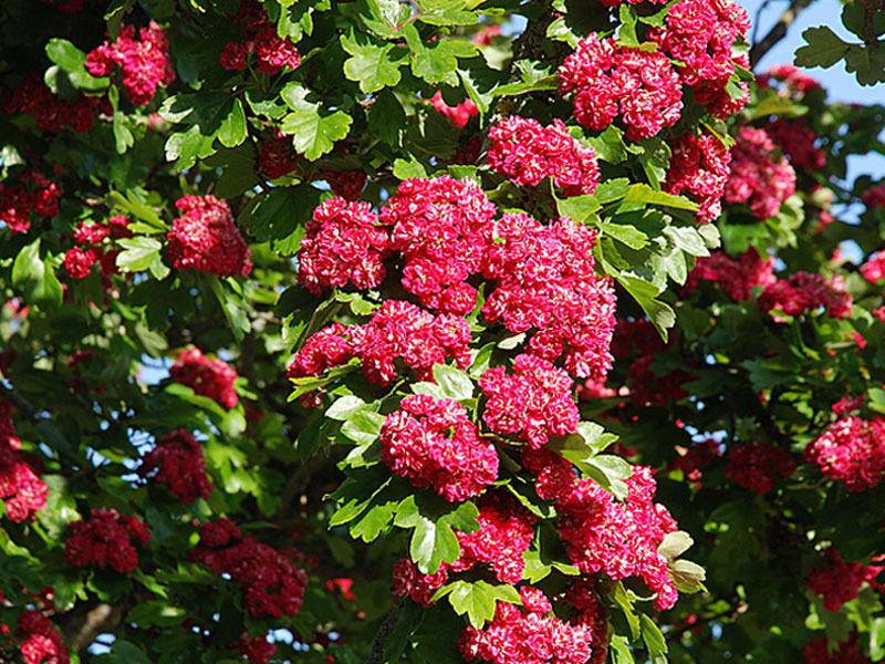 rode-meidoorn-op-stam-crataegus-laevigata-pauls-scarlet-bestellen-bezorgen