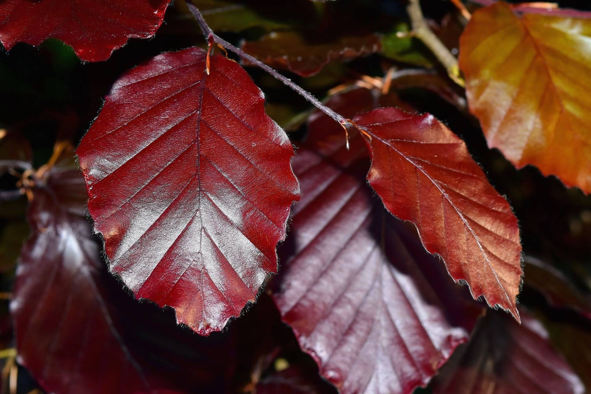 rode-treurbeuk-op-stam-fagus-sylvatica-purpurea-pendula-bestellen-bezorgen