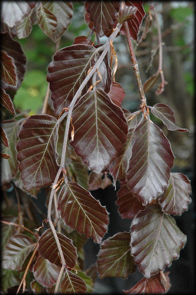 rode-zuilbeuk-fagus-sylvatica-dawyck-purple-bestellen-bezorgen