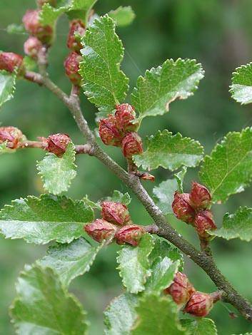 schijnbeuk-nothofagus-antarctica-bestellen-bezorgen