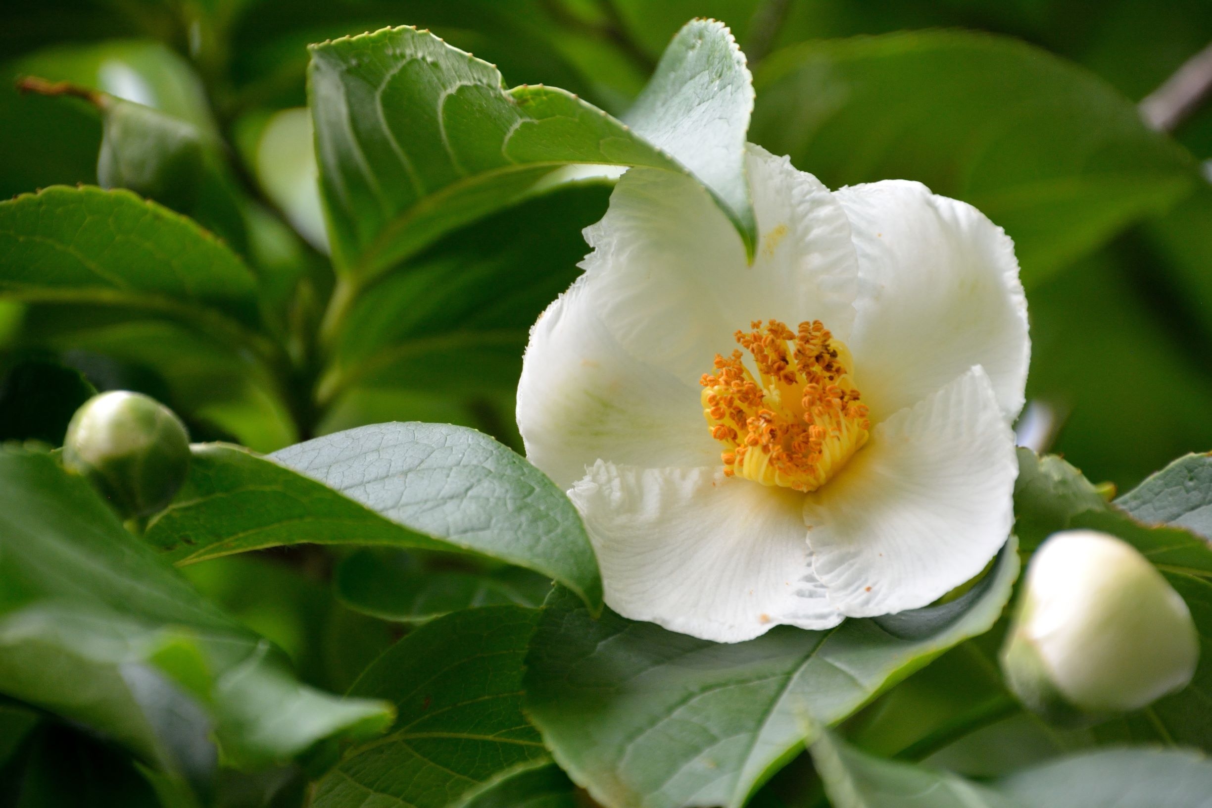 schijncamellia-stewartia-pseudocamellia-bestellen-bezorgen