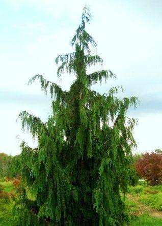 schijncypres-chamaecyparis-nootkatensis-pendula-bestellen-bezorgen