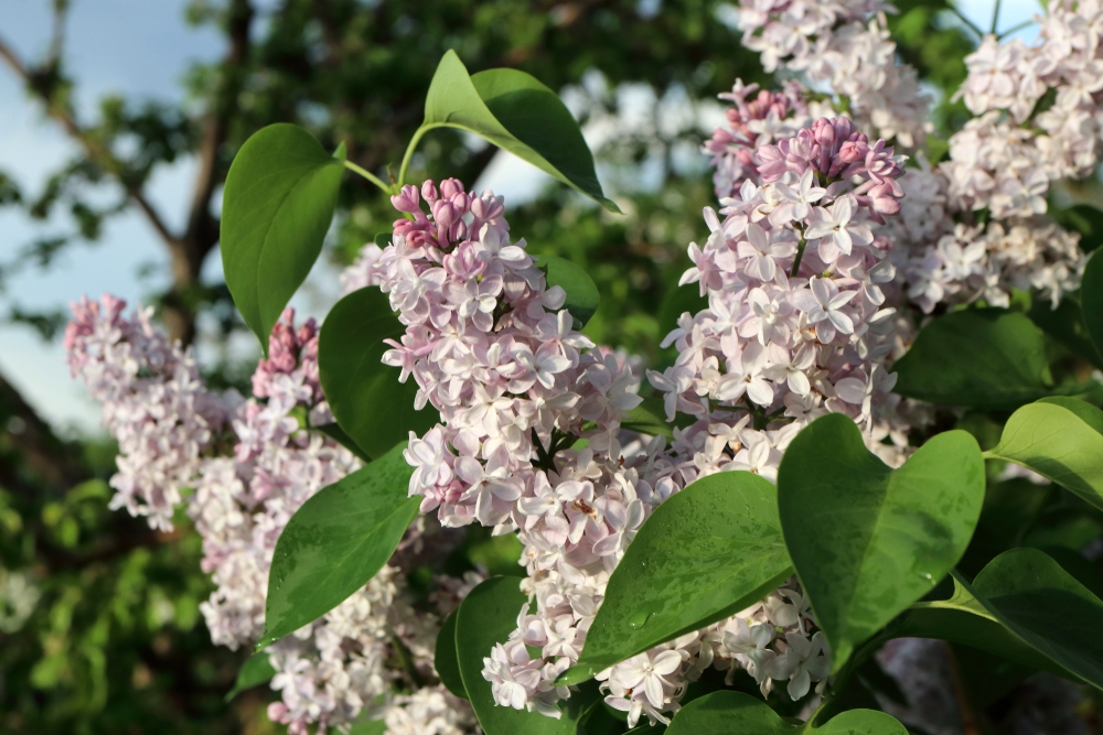 sering-op-stam-syringa-vulgaris-katherine-havemeyer-bestellen-bezorgen