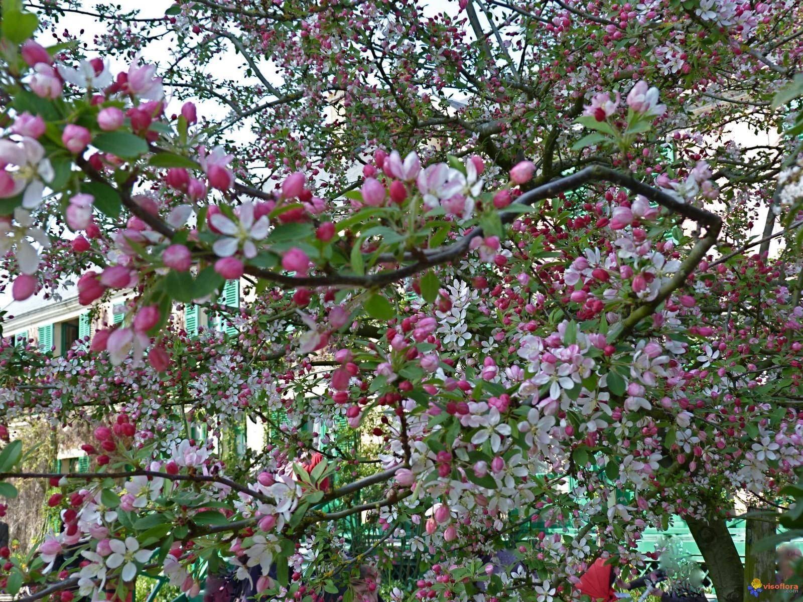 sierappel-malus-floribunda-bestellen-bezorgen