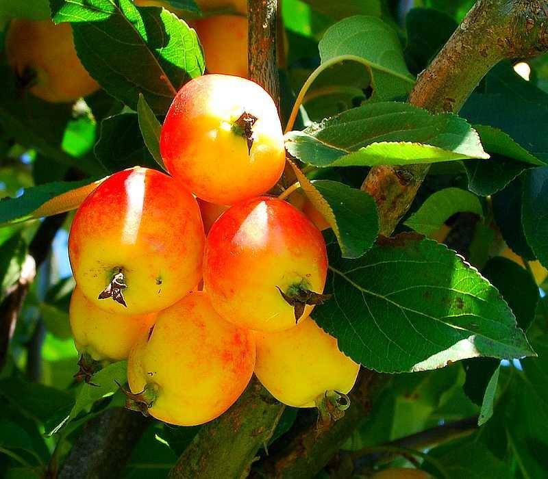 sierappel-malus-john-downie-bestellen-bezorgen