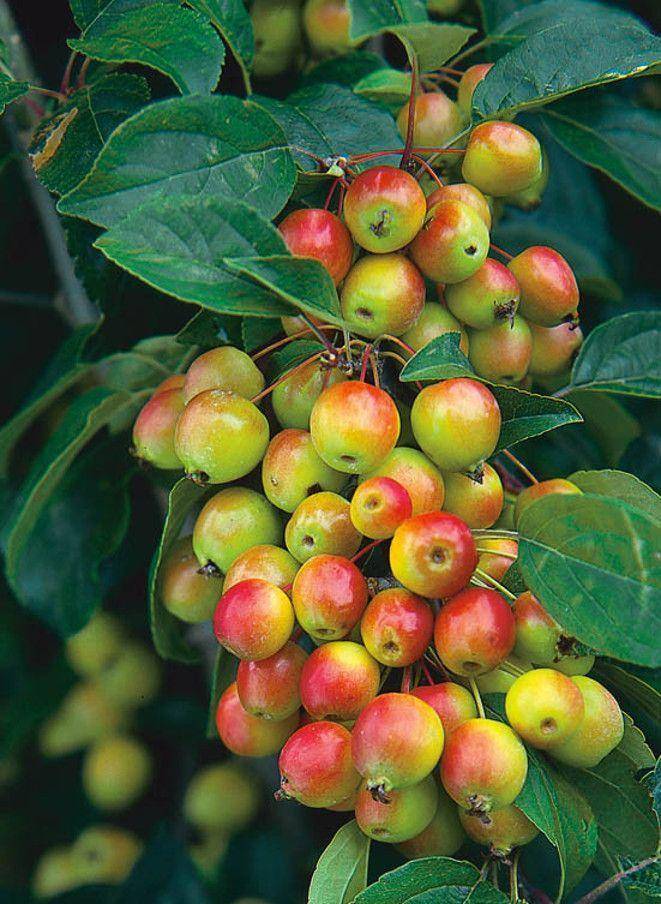 sierappel-malus-prof-sprenger-bestellen-bezorgen