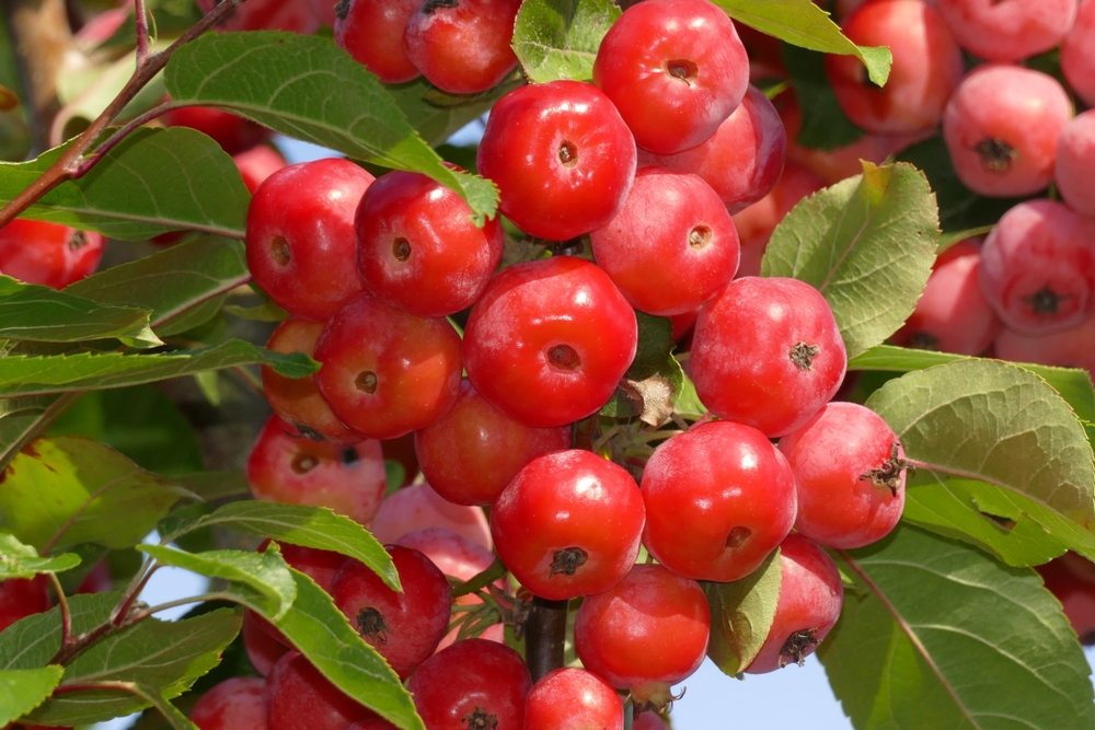 sierappel-malus-red-sentinel-bestellen-bezorgen