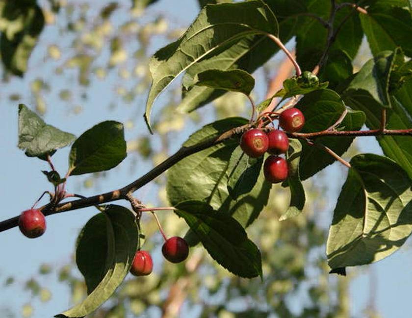 sierappel-malus-street-parade-bestellen-bezorgen