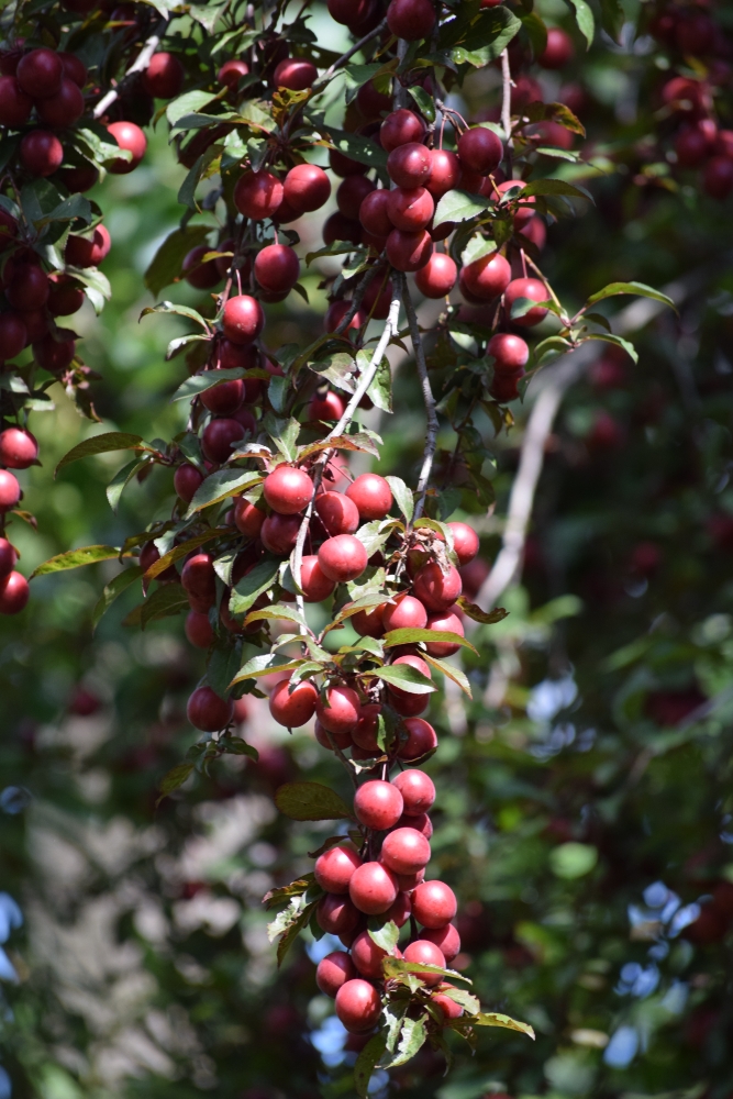 sierappel-op-stam-malus-red-jade-bestellen-bezorgen