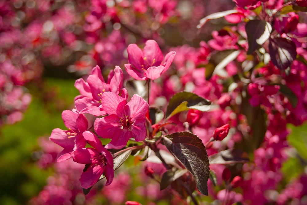 sierappel-op-stam-malus-royal-beauty-bestellen-bezorgen