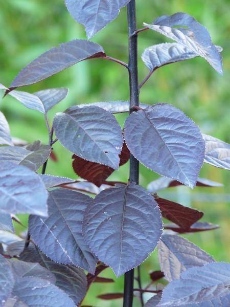 sierkers-boomvorm-prunus-cerasifera-nigra-bestellen-bezorgen