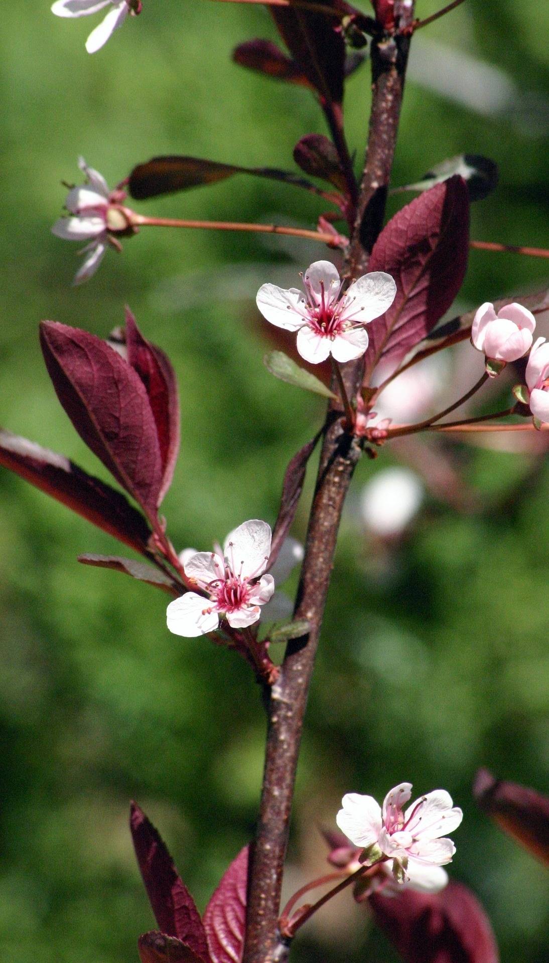 sierkers-op-stam-prunus-cistena-bestellen-bezorgen