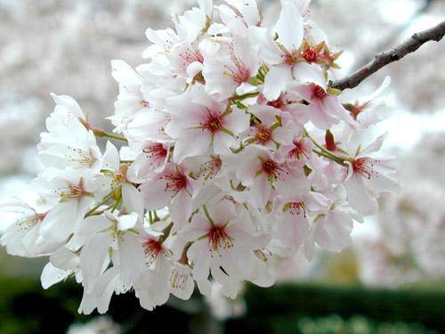 sierkers-op-stam-prunus-yedoensis-bestellen-bezorgen